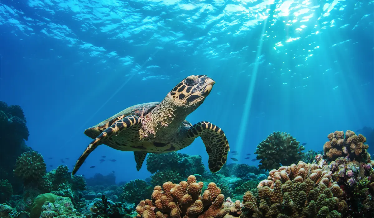 The Lux Collective au chevet du lagon : une mobilisation collective pour les océans